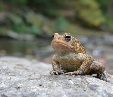 The Wissahickon in April with Debbie Hoellein, Jim McClory, and Terry Fowler