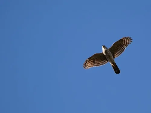July Bird Monitoring Walk