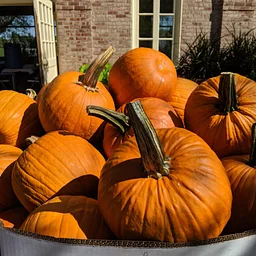 Community Pumpkin Carving