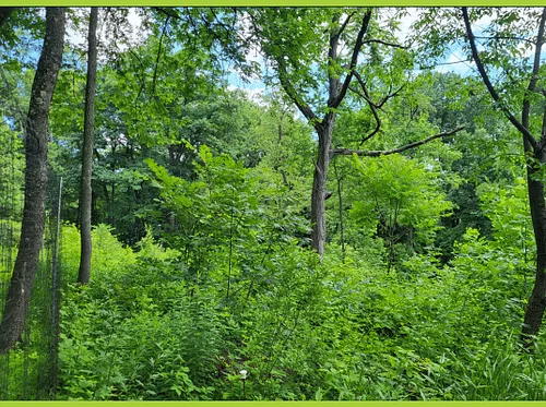 Evening Stewardship Days – Frick Park