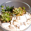 Crafts & Drafts: Pints and Plants