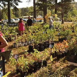 Fall Plant Sale