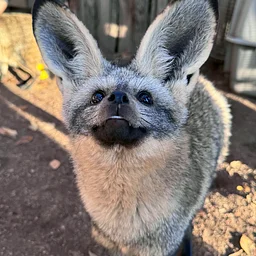 Zoo Know It All? (21+ trivia)
