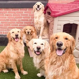 Golden Retriever Back to School Meet Up