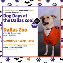 Dog Days at the Dallas Zoo!