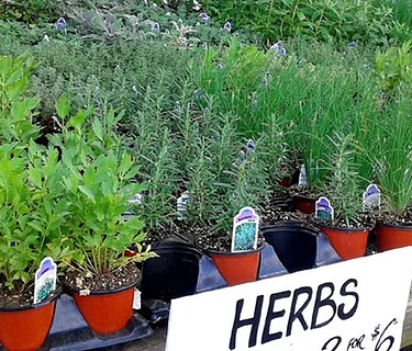 Herb & Garden Class