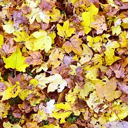 Nature Makers: A Four-Week Children's Art Workshop (ages 6 - 12)
