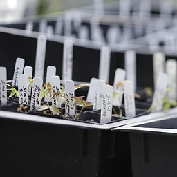 Public Class – Propagating Clematis from Seed