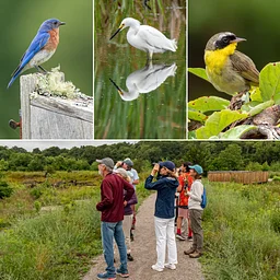 Cold Brook Birding Field Class