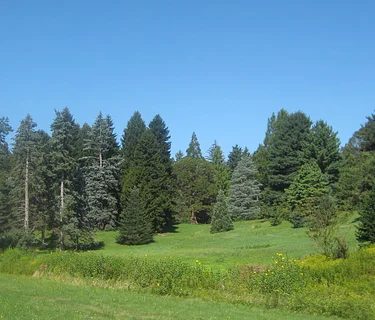 Conifer Collection Tour