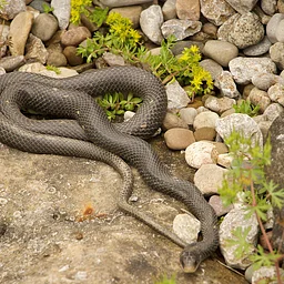 Snakes: Tree Tales and Tall Tales