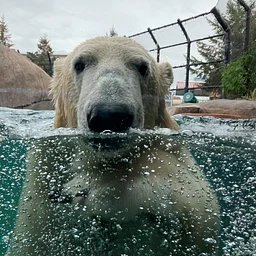 Polar Bear Program