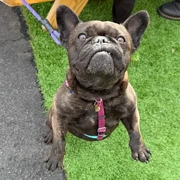 Annual French Bulldog Meet Up