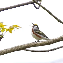 Birding Walk at the Duncan Bay Nature Preserve