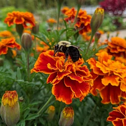 Intro to Silent Meditation: Falling Into Gratitude