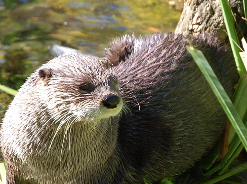 Daily Otter Feeding