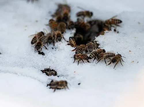 Sustainable Beekeeping in Alaska