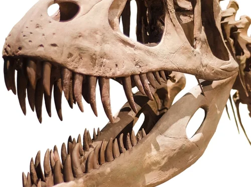 Just for Me: Paleontology 101