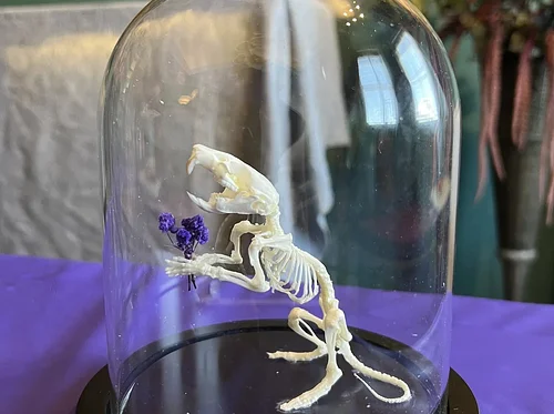 Rat Skeleton Articulation Class