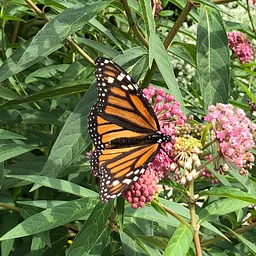 *EVENT FULL - READ BIO* Lafayette Greens Garden Volunteering