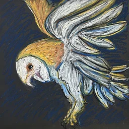 Oil Pastel-Barn Owl
