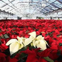 Greenhouse Tour