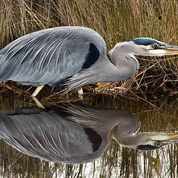 Our Little Feathered Friends – A Bird Photography Workshop