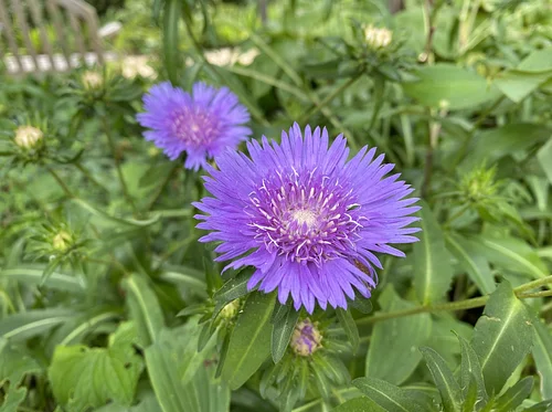 Beginning Botany