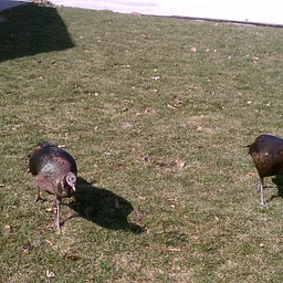 TADPOLE TIME: Turkey Talk