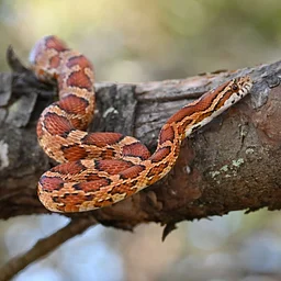 Sunday Snake Brunch