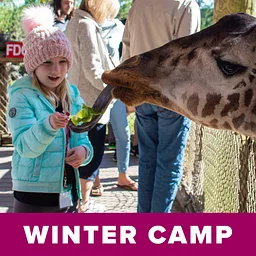 Winter Camp: Animal Olympics
