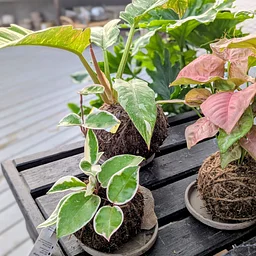 Houseplant Hacks with Ayden: Grow Without a Pot