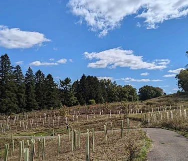 Tree Steward Program Field Training- Churchill Valley Greenway