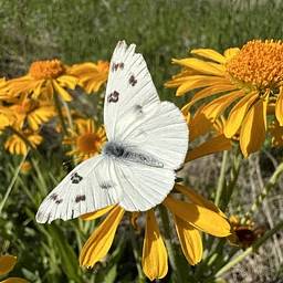 GRVP Wildflower Hike II