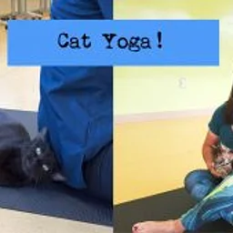 Cat Yoga!
