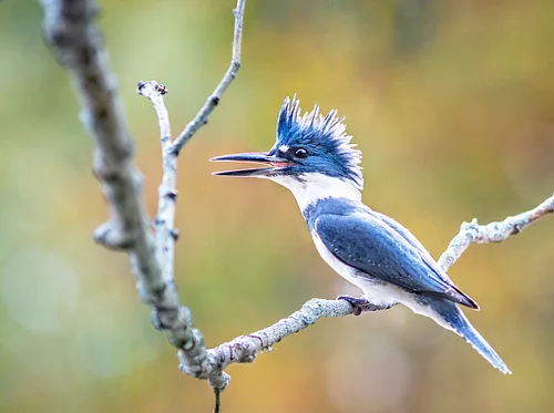 Spring Guided Bird Walks