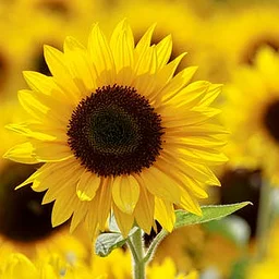 Outdoor Adventures – Autumn Blooms