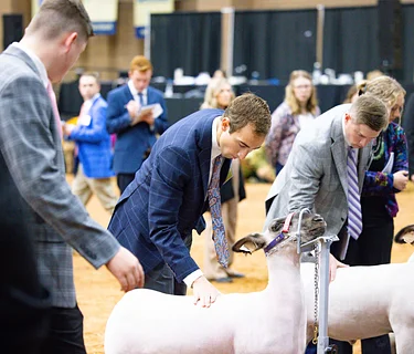 Collegiate Livestock Judging Contest