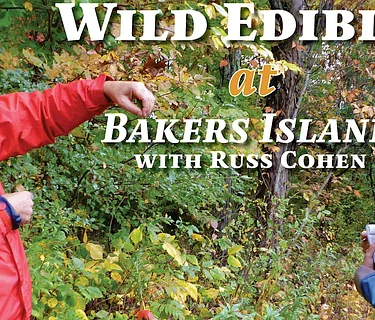 Wild Edibles at Bakers Island with Russ Cohen