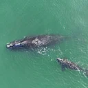 Whales & Dolphins | Six-Week Educational Course