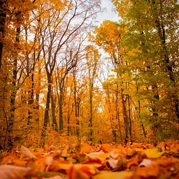 Fall Leaves Crafts Week