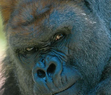 Gorilla Program