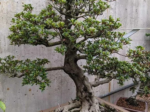 Bonsai Sketching & Drawing Workshop OR How to Draw a Bonsai Tree