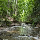 Forest Health Hike at the Wesley Hill Nature Preserve