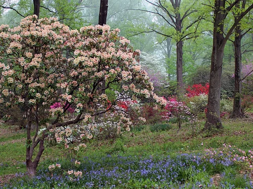 Rhododendron Tour