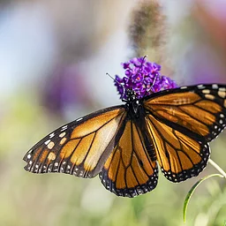 Tot Trot: Butterflies