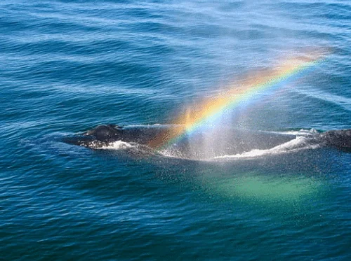 The Whaling Museum presents Rainbow Scavenger Hunt