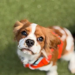 Cavalier King Charles Meet Up