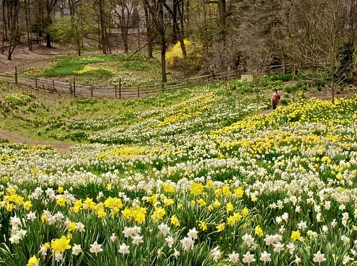 Daffodil Day Festival