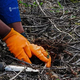 Wildflower Planting at Sams Walker Day Use Area